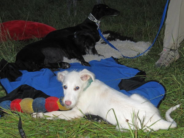 Galgowelpe Snowy (jetzt BLAKE) aus Murcia sucht ... - Seite 2 4886128