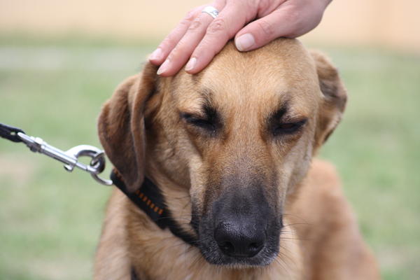 Mischlingshund MERLIN aus Murcia (bereits in Deutschland) sucht dringend ... 4980417