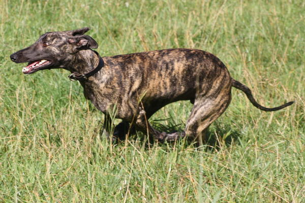 Galgo NEO aus San Anton sucht ... - Seite 2 5037291