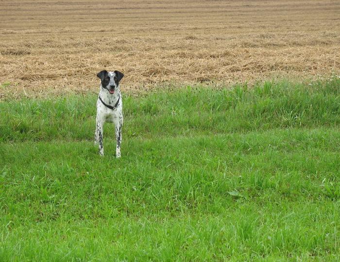 Doris - Pointer Mix - vermittelt 5041149