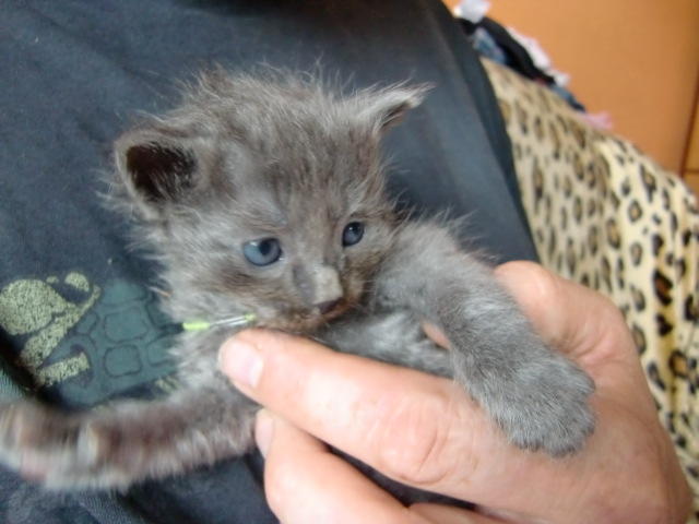 Kitten of Silverblue Goblin 5066799