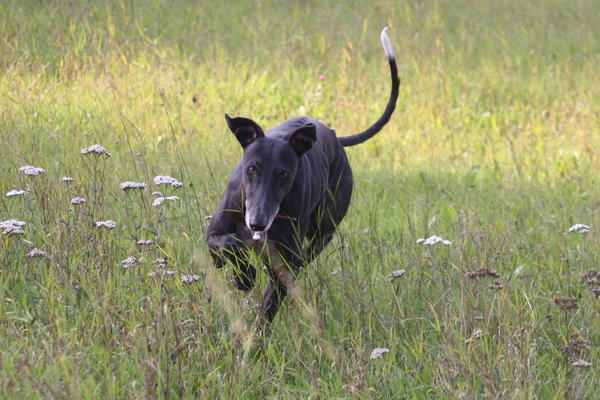 Galgo Hipi (jetzt LOUIS) aus San Anton sucht ... - Seite 3 5134545