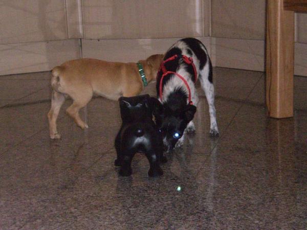 Chihuahua-Mix MICKA aus Murcia sucht ... 5292803