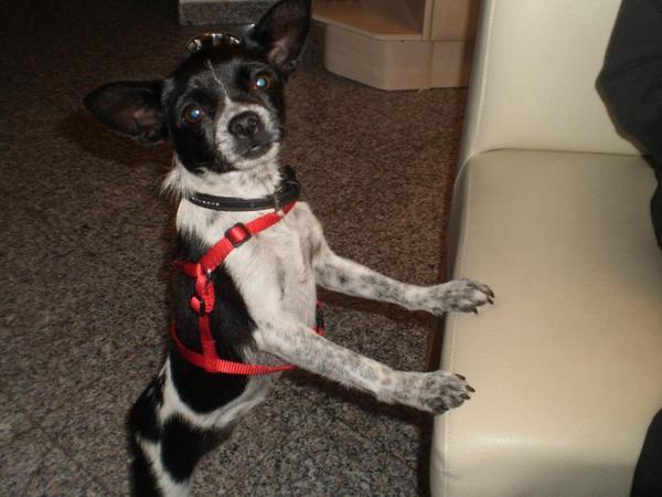 Chihuahua-Mix MICKA aus Murcia sucht ... 5293225