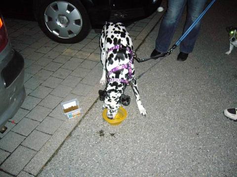 Post von * Dalmata, jetzt Jule * 5450983