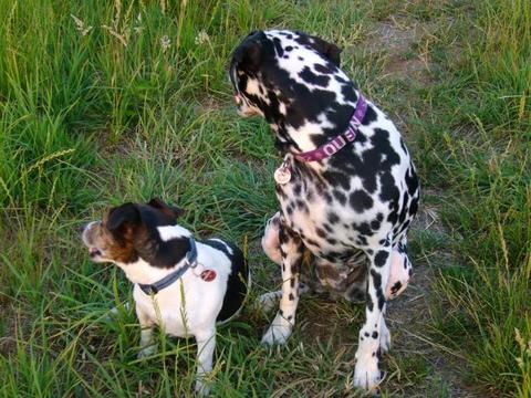 Post von * Dalmata, jetzt Jule * 5451065