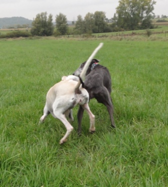 Galga CHEYENNE aus Murcia sucht ... - Seite 2 5452048