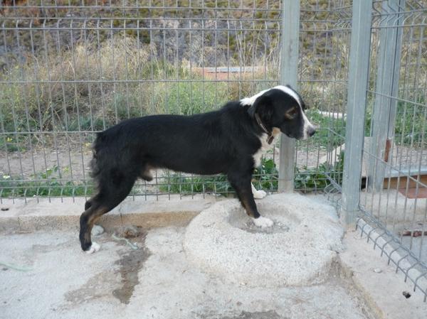 Mischlingshund JJ aus Aguilas sucht ...  5619048