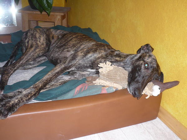 Galgo NEO aus San Anton sucht ... - Seite 4 5754080