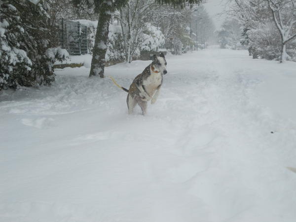 Galga ALICE aus Andalusien sucht ... WIN-Lux 5893676