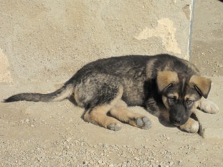 Mischlingshund Ralfi (jetzt JAYJAY) aus Ramonete (Murcia) sucht ...  5971023