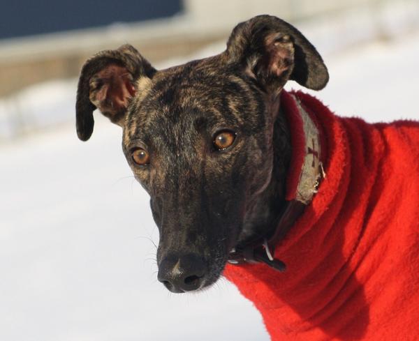 Galgo NEO aus San Anton sucht ... - Seite 4 6001972