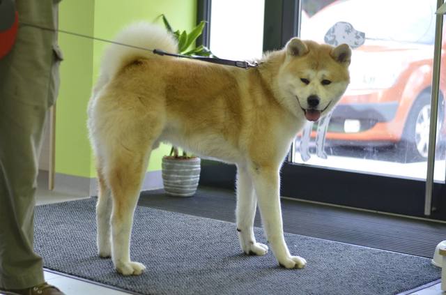 Akita Inu 10556915_931688906845143_6870800711735022880_o