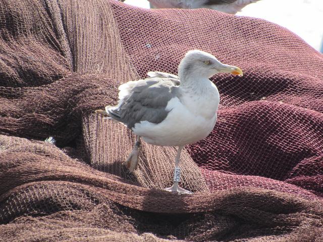 Larus fuscus - anilhas brancas - Escócia (Iain Livingstone) - Página 2 IMG_7779