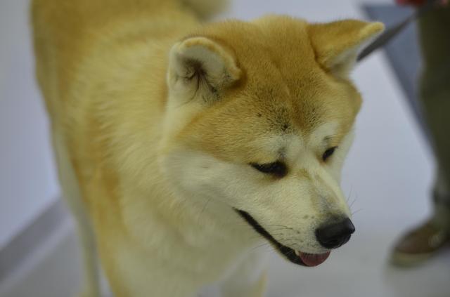 Akita Inu 10355409_931688780178489_5635343939582958364_o