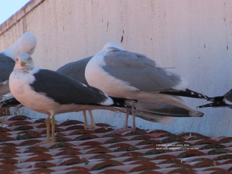 Gaivota-prateada-americana (Larus smithsonianus) IMG_1379_SMITH_3