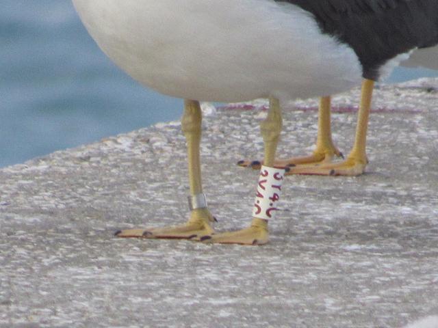 Larus fuscus - anilhas brancas - Escócia (Iain Livingstone) - Página 2 IMG_2416