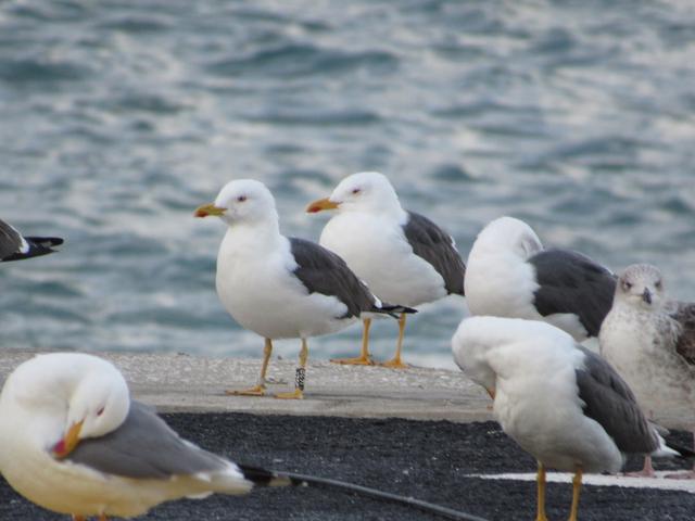 Larus fuscus - anilhas pretas - Noruega (Nils Helge Lorentzen) - Página 2 IMG_2396