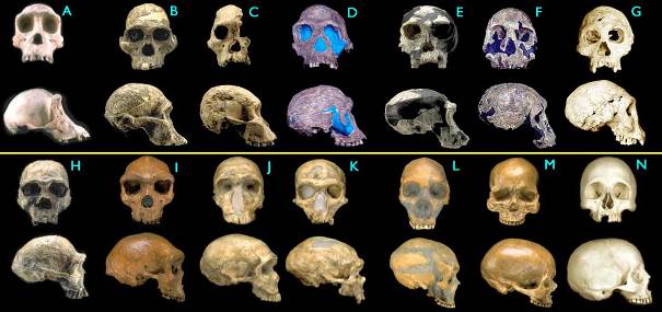 Le cerveau encore en activité après la mort - Page 2 Hominids2_big