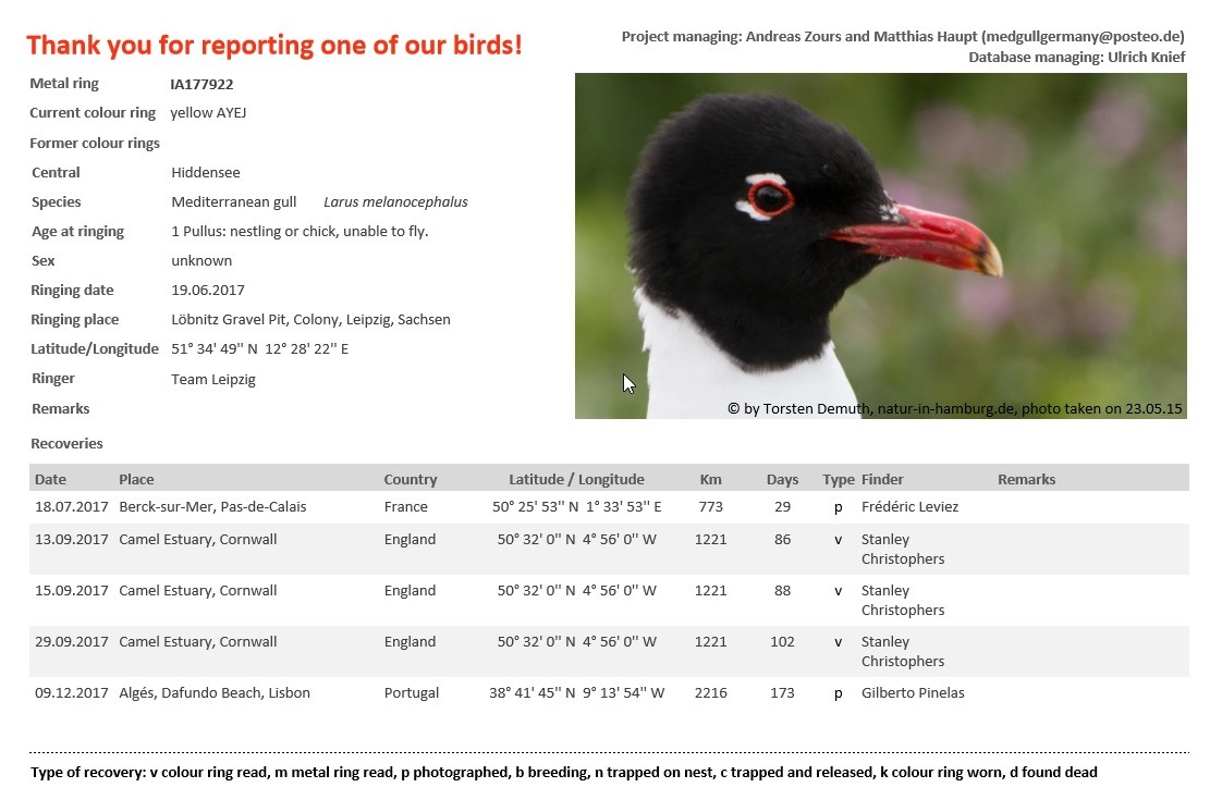 Larus melanocephalus - anilhas amarelas - Alemanha Yellow_AYEJ.pdf