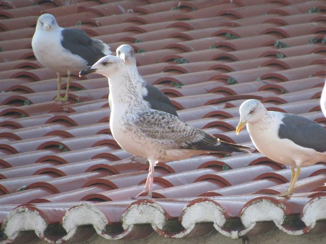 Gaivota-do-cáspio (Larus cachinnans) III Cachi_1