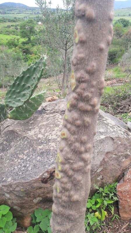 Muy urgente ayuda para evitar secado de muchos olivos 2epssr6