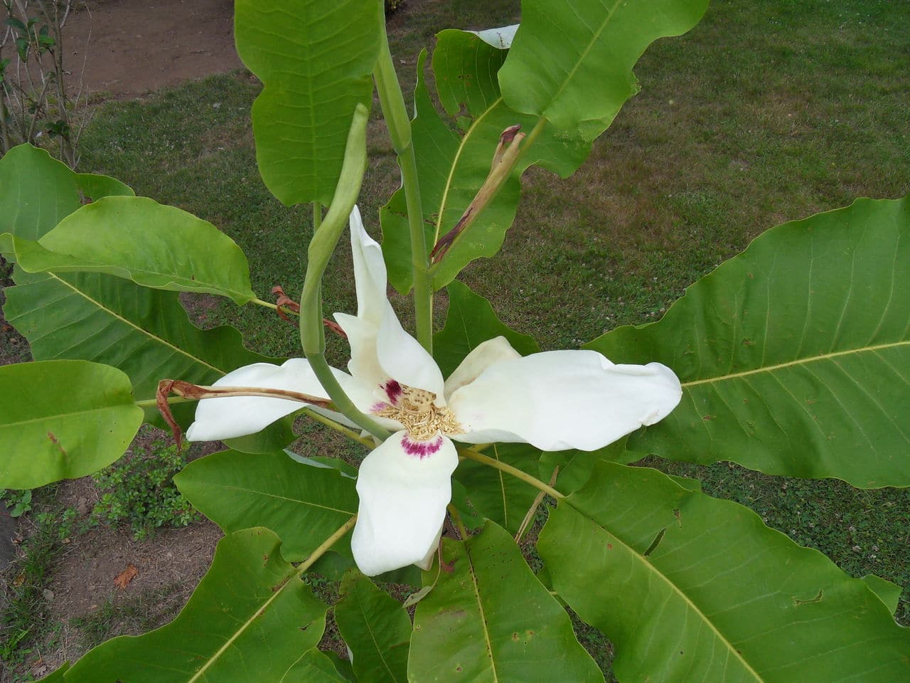 magnolia macrophylla SDC17125