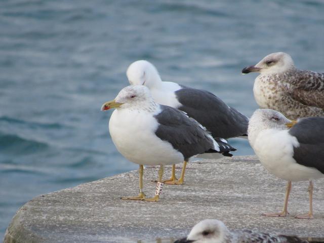 Larus fuscus - anilhas brancas - Escócia (Iain Livingstone) - Página 2 IMG_2411