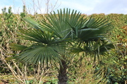 Trachycarpus fortunei, část 2 - Stránka 6 DSC_0083