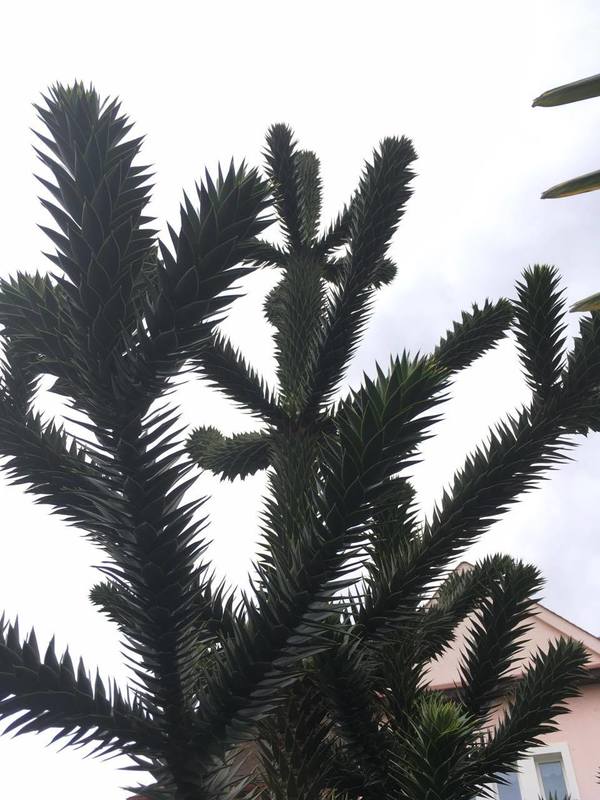 Araucaria araucana 14724138_1854252808139356_2023107674_o