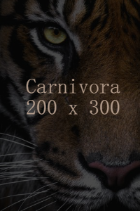 Carnivora