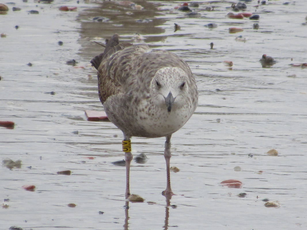 Larus fuscus - anilhas na tíbia, 2 caracteres - Holanda (Roland-Jan Buijs) IMG_2258