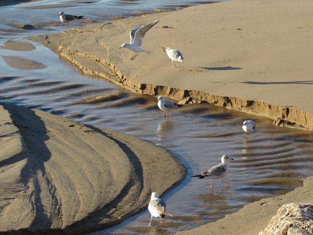 ESPÉCIE: Gaivota-parda (Larus canus) - Página 2 IMG_8305