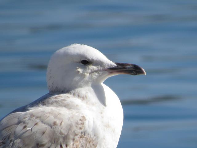 Gaivotas-do-cáspio (Larus cachinnans) IMG_1500