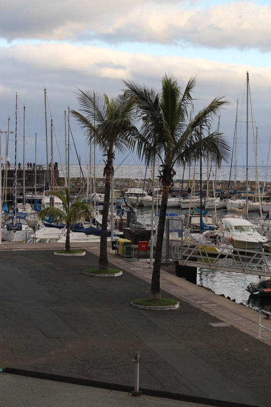 Cocos nucifera Madeira