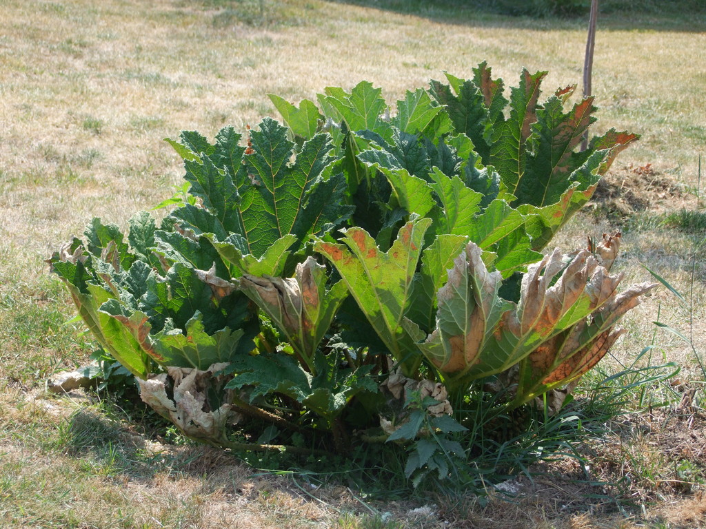 Gunnera  - Stránka 2 DSCF6928