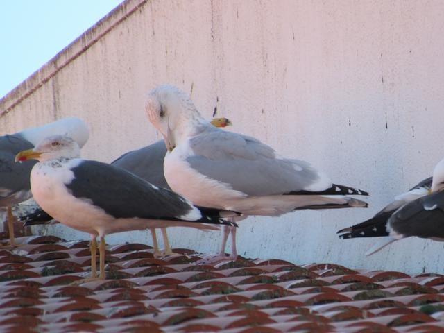 Gaivota-prateada-americana (Larus smithsonianus) Smith_2