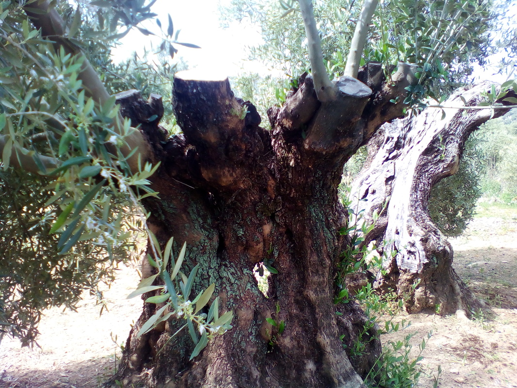 Arrojes en cortes de olivos talados este año (Córdoba) IMG_20170415_125639