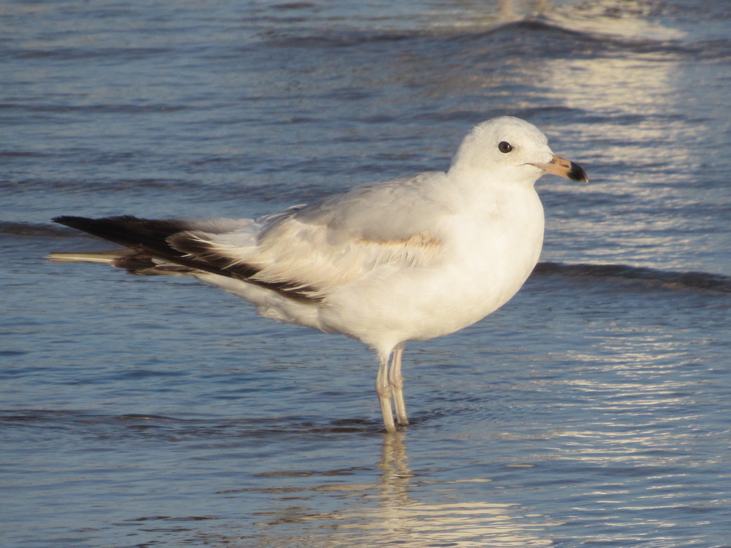 Gaivota-de-bico-riscado ( Larus delawarensis ) IMG_3827