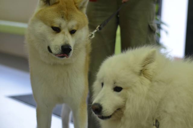 Akita Inu 10515094_931688710178496_2638562205615637537_o