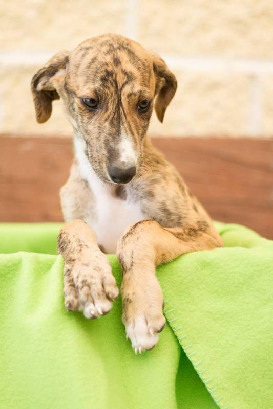 ADOPTADO. KODA. CACHORRITO DE GALGO EN ADOPCION. MADRID. MUY URGENTE. Koda6