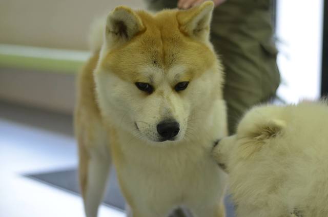 Akita Inu 10636432_931688633511837_4723479835434318335_o