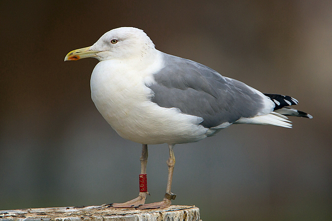 Gaivota-de-patas-amarelas (Larus michahellis) Cachinnans_anilhada_K793