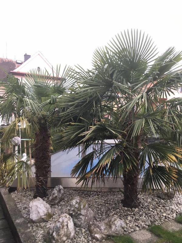 Trachycarpus fortunei  - Stránka 37 14799969_1854252754806028_510649772_o