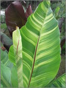 Ensete ventricosum (vč. maurellii) - Stránka 5 DSCF5079