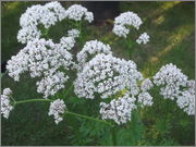 Valeriana officinalis - kozlík lékařský DSCF4164