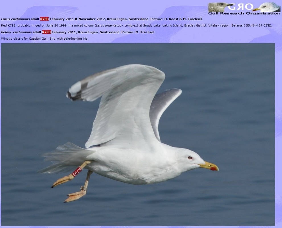 Gaivota-de-patas-amarelas (Larus michahellis) Cachinnans_K793