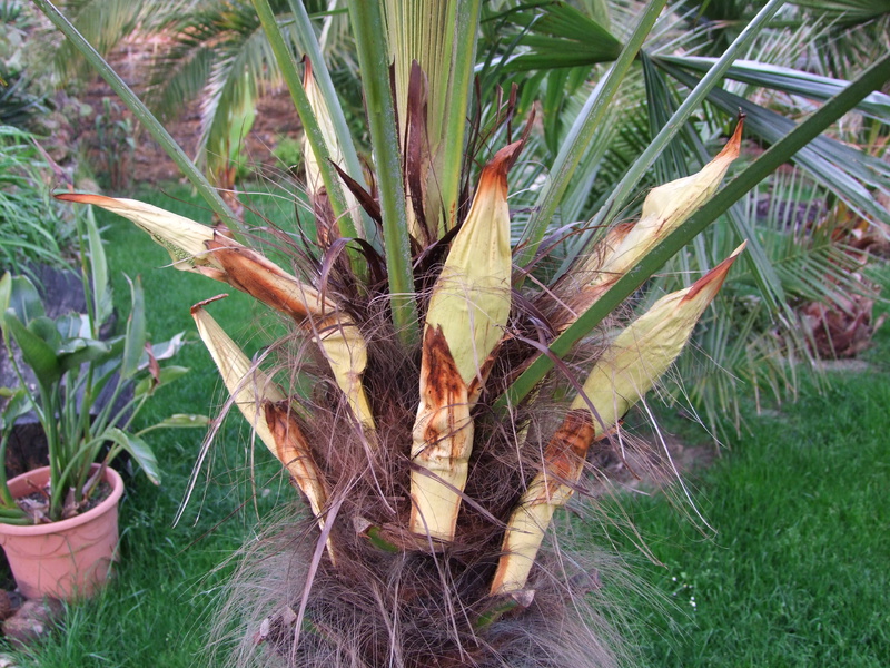 Trachycarpus fortunei  - Stránka 19 DSCF5341