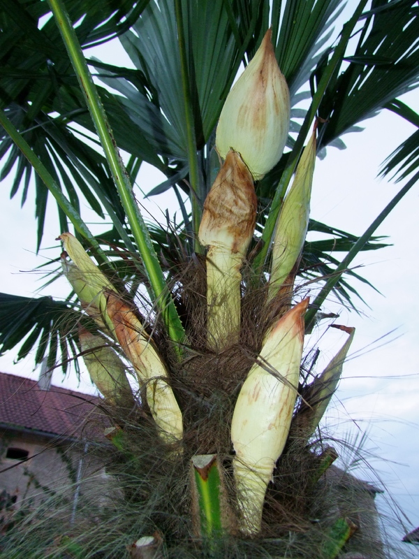 Trachycarpus fortunei  - Stránka 19 DSCF5362