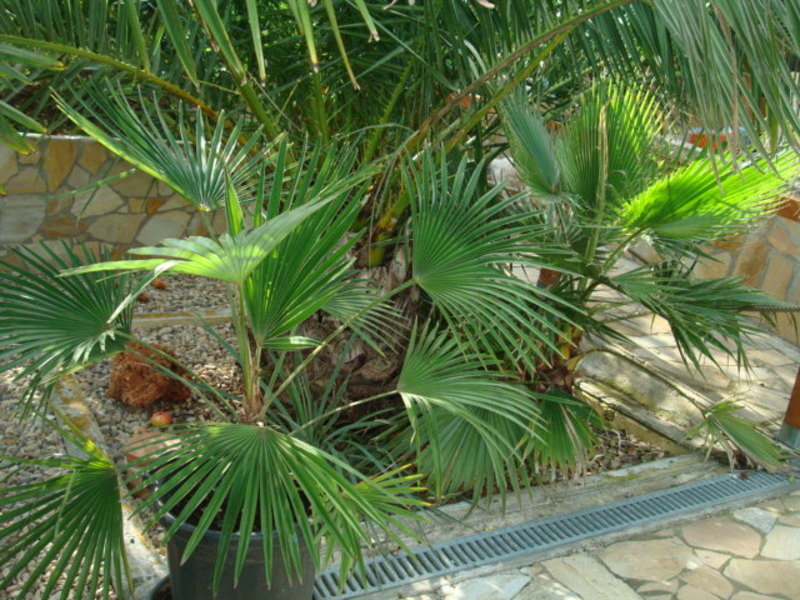 Trachycarpus a jeho hybridy (kříženci) - Stránka 2 DSC06544